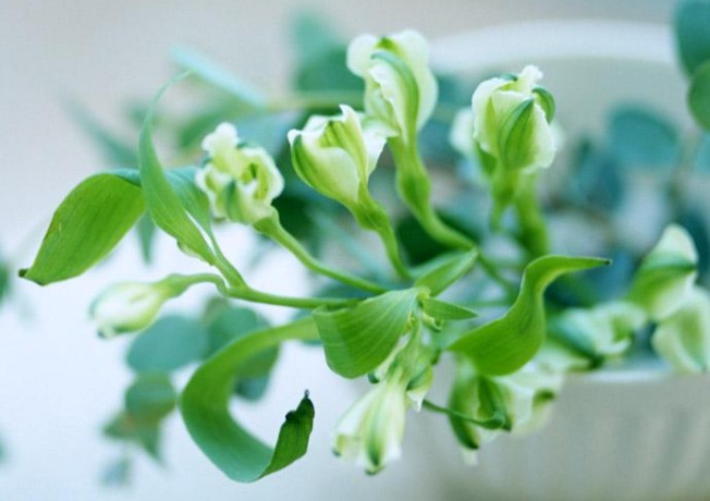 植物