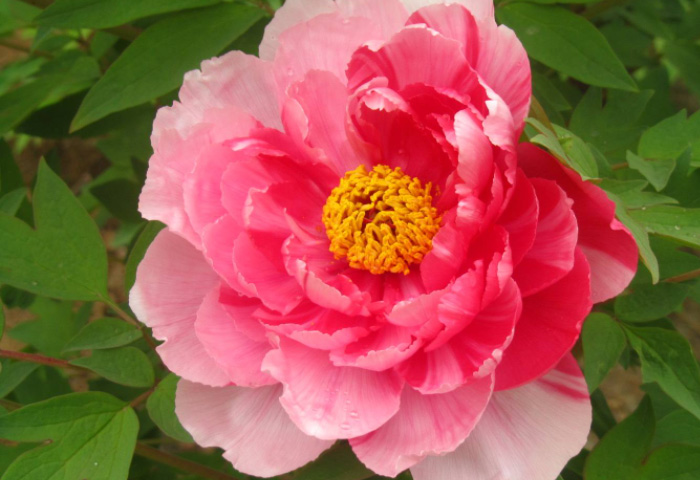 牡丹花