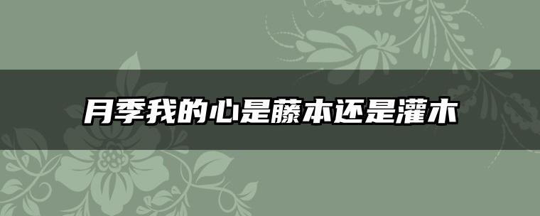 月季我的心是藤本还是灌木