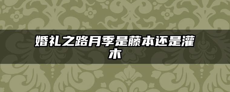 婚礼之路月季是藤本还是灌木