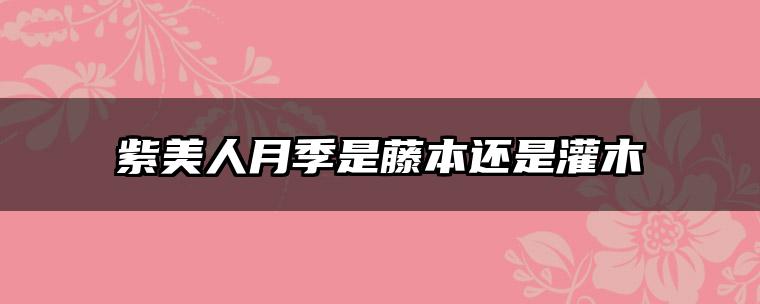 紫美人月季是藤本还是灌木