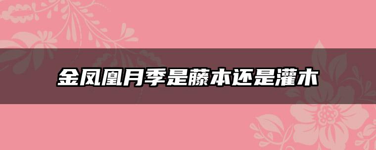 金凤凰月季是藤本还是灌木