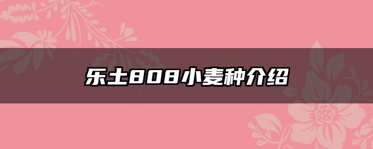 乐土808小麦种介绍