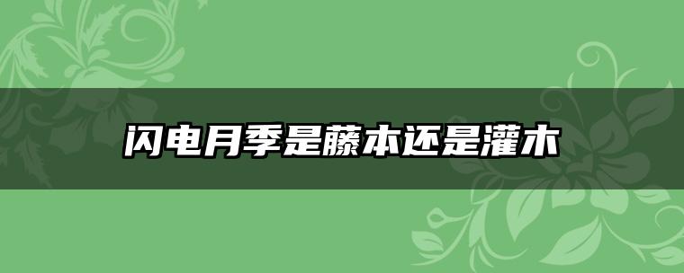 闪电月季是藤本还是灌木