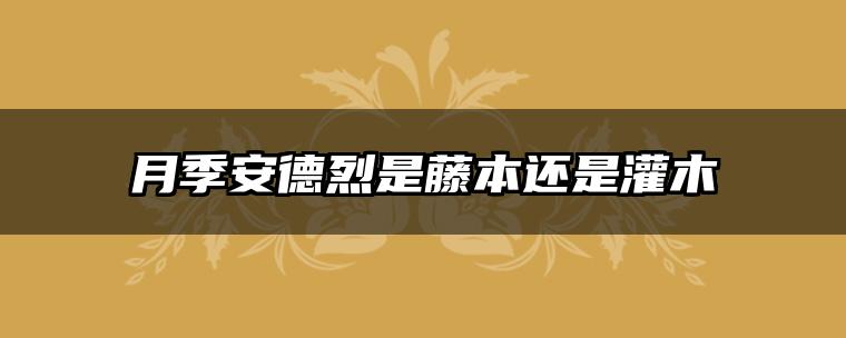 月季安德烈是藤本还是灌木