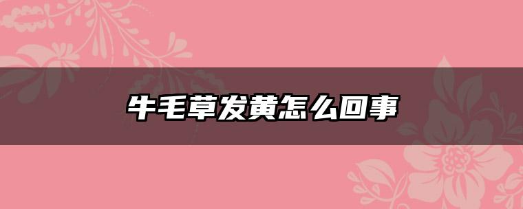 牛毛草发黄怎么回事