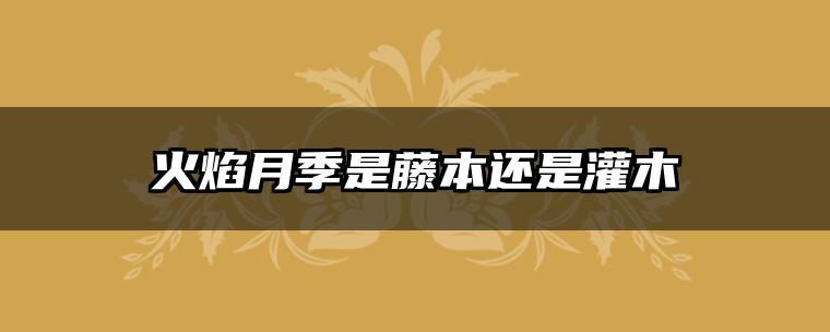 火焰月季是藤本还是灌木