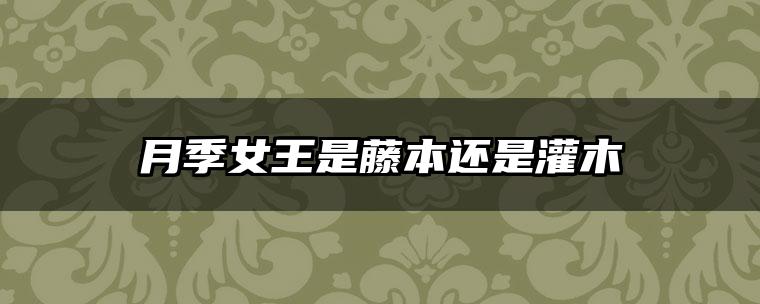 月季女王是藤本还是灌木
