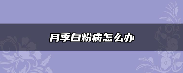 月季白粉病怎么办