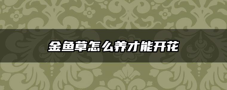 金鱼草怎么养才能开花