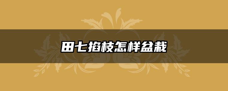 田七掐枝怎样盆栽