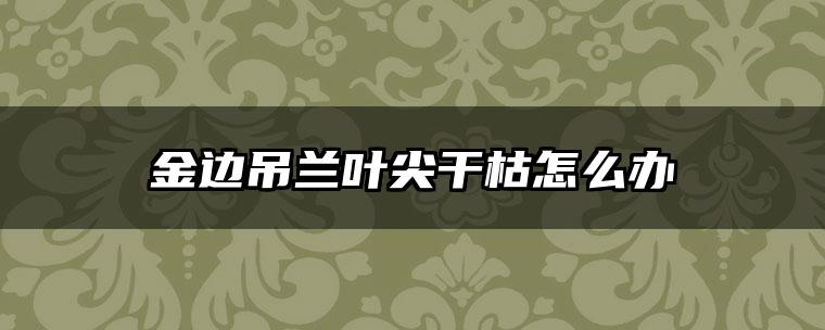 金边吊兰叶尖干枯怎么办