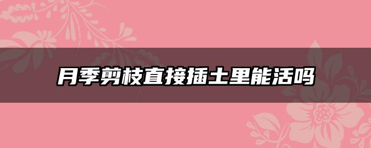 月季剪枝直接插土里能活吗