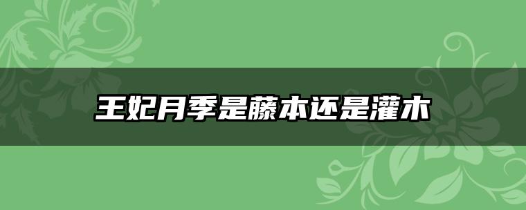 王妃月季是藤本还是灌木