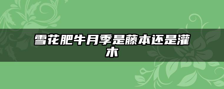 雪花肥牛月季是藤本还是灌木