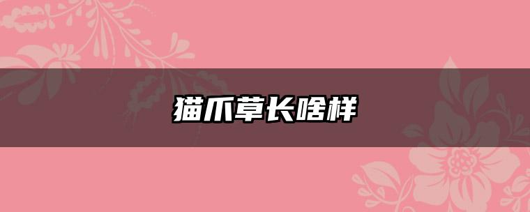 猫爪草长啥样