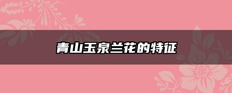 青山玉泉兰花的特征