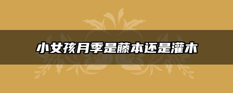 小女孩月季是藤本还是灌木