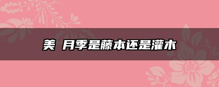 美咲月季是藤本还是灌木