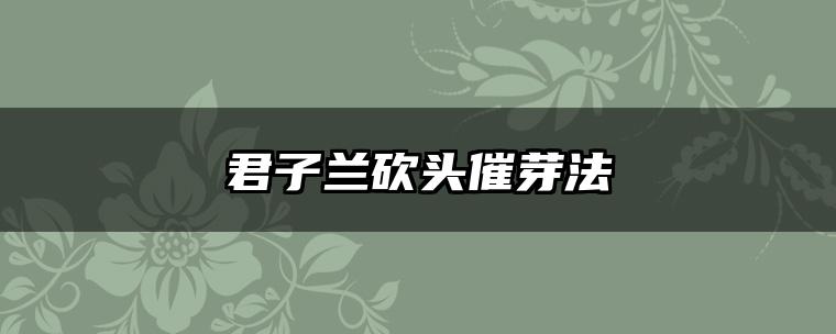 君子兰砍头催芽法