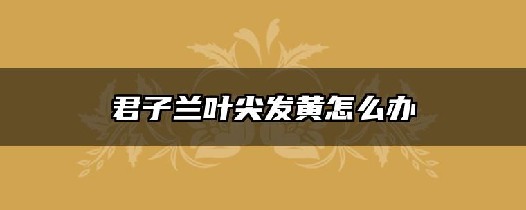 君子兰叶尖发黄怎么办
