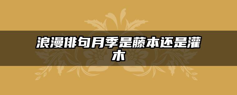 浪漫俳句月季是藤本还是灌木