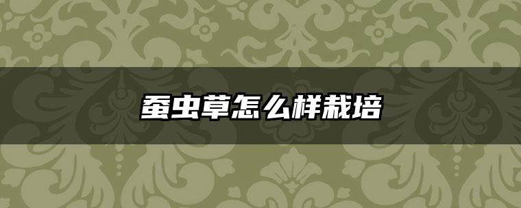 蚕虫草怎么样栽培
