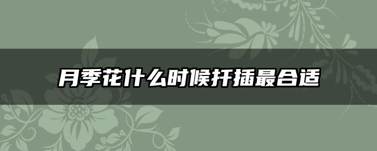 月季花什么时候扦插最合适