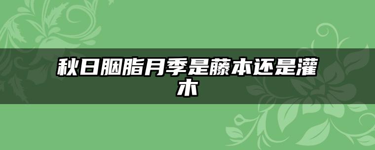 秋日胭脂月季是藤本还是灌木
