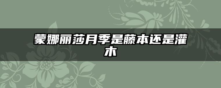 蒙娜丽莎月季是藤本还是灌木