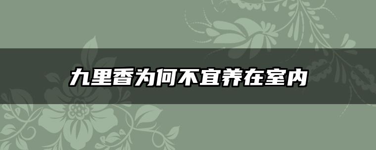 九里香为何不宜养在室内