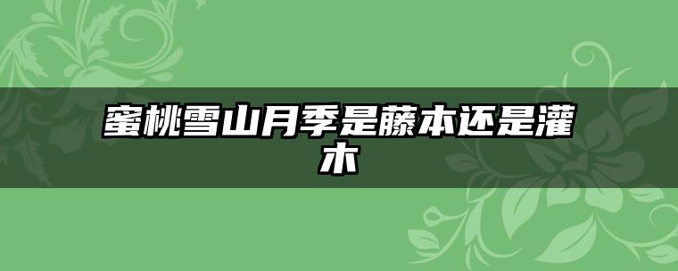 蜜桃雪山月季是藤本还是灌木