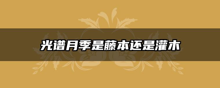 光谱月季是藤本还是灌木