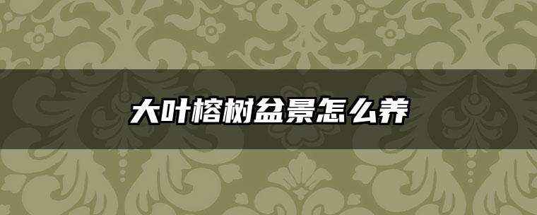 大叶榕树盆景怎么养
