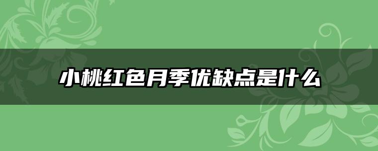 小桃红色月季优缺点是什么