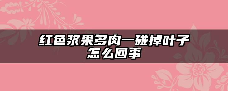 红色浆果多肉一碰掉叶子怎么回事