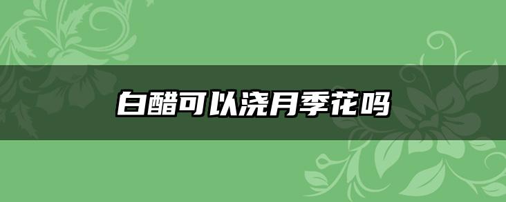 白醋可以浇月季花吗