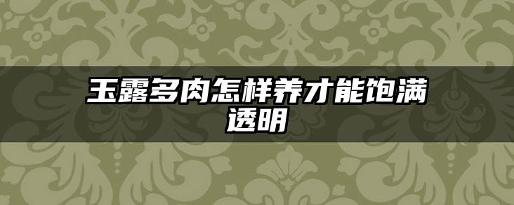 玉露多肉怎样养才能饱满透明