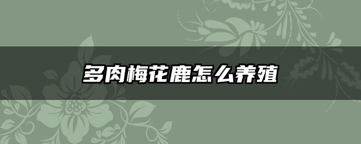 多肉梅花鹿怎么养殖