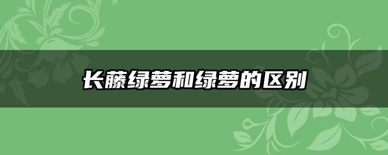 长藤绿萝和绿萝的区别