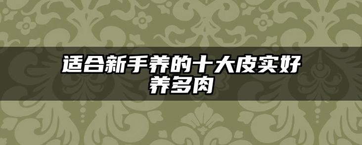 适合新手养的十大皮实好养多肉