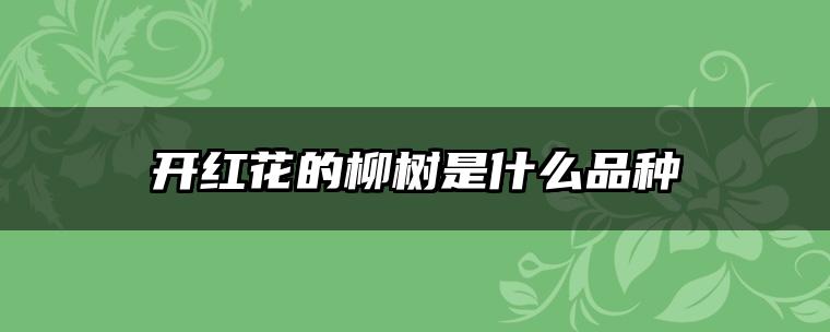 开红花的柳树是什么品种