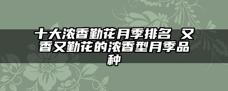 十大浓香勤花月季排名 又香又勤花的浓香型月季品种
