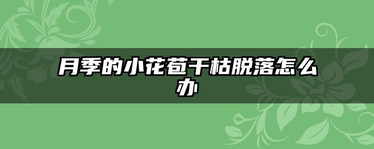月季的小花苞干枯脱落怎么办