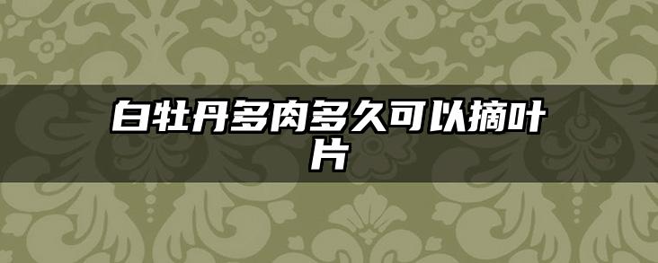 白牡丹多肉多久可以摘叶片