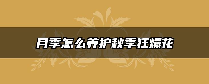 月季怎么养护秋季狂爆花