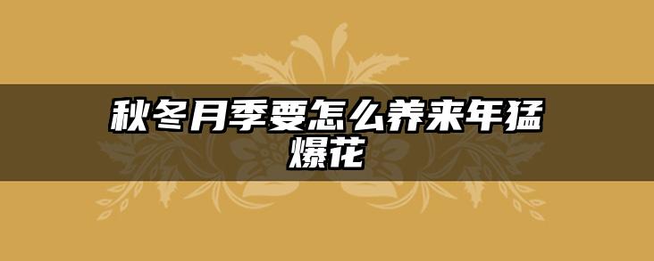 秋冬月季要怎么养来年猛爆花