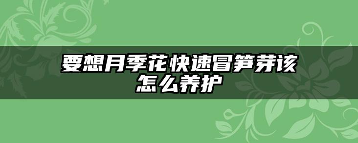 要想月季花快速冒笋芽该怎么养护