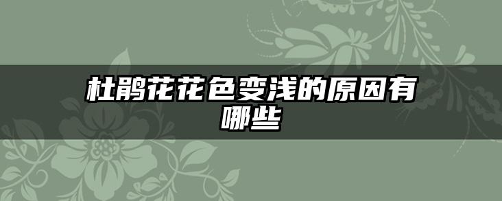 杜鹃花花色变浅的原因有哪些