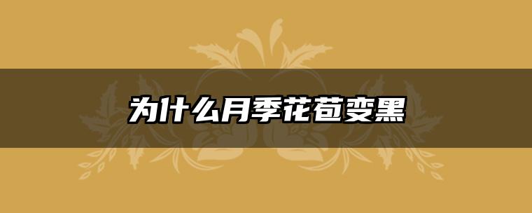 为什么月季花苞变黑